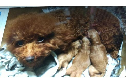 販売中のティーカッププードルの親犬